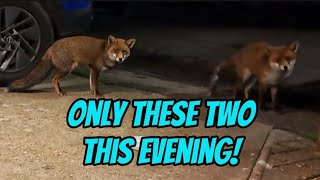 Download Lagu Jimmy didn't show again! #fox #wildlife #cute #fyp #viralvideo #badger  MP3