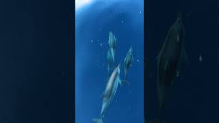 Escape To Paradise At Meeru Maldives