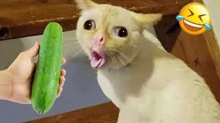 Funniest Animals 2023 😂 Funny Cats and Dogs Videos 😺🐶 Part 521 by Gatos Graciosos 317,832 views 6 months ago 20 minutes