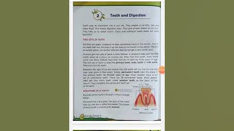 Class 4 Science Ch 2 Teeth and Digestion