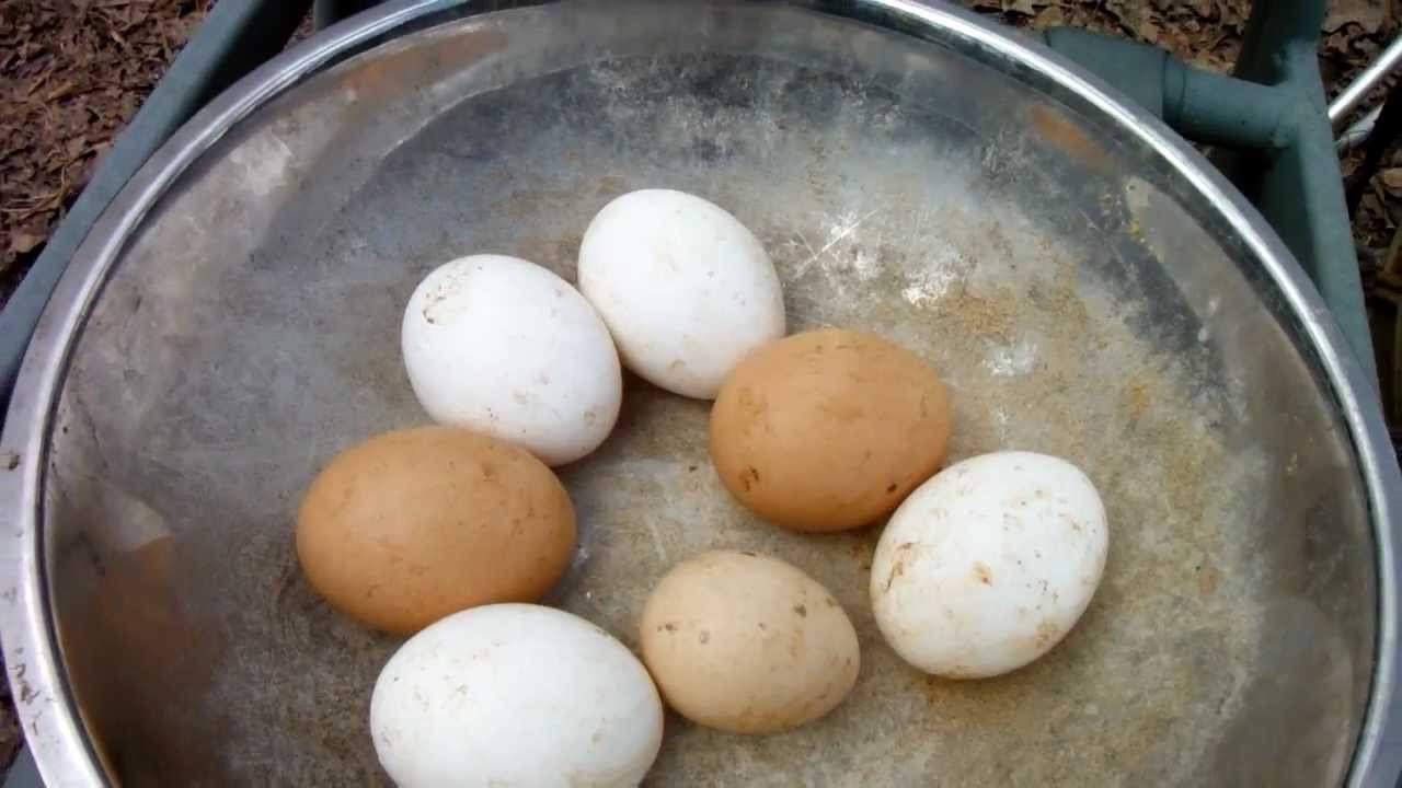 Guinea Fowl Egg Candling Chart