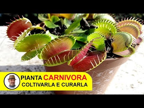 Video: Piante di sopravvivenza: informazioni sulle piante che puoi mangiare in natura