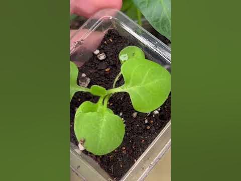 1 Капля и Вся Рассада Жирная, Толстая и Коренастая! Природный ...