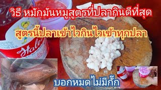 วิธีหมักมันหมูสูตรที่ปลากินดีเข้าดีที่สุดง่ายๆ