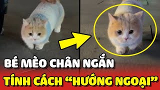 Bắt gặp bé mèo chân ngắn HƯỚNG NGOẠI trên phố đi bộ 😍 | Yêu Lu