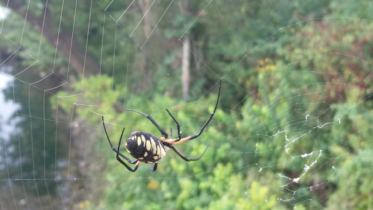 The Yellow and Black Spider Builds her Web