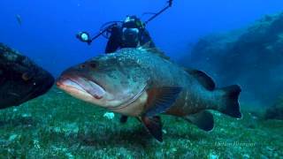 Mérou Brun - Mérou De Méditerranée - Mérou Noir, Mérou Rouge - Merou Sombre - Epinephelus Marginatus