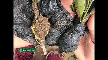 Chia sẻ cách sử lý cành quất chiết như thế nào trước khi trồng tại vựa quất ở Hưng Yên