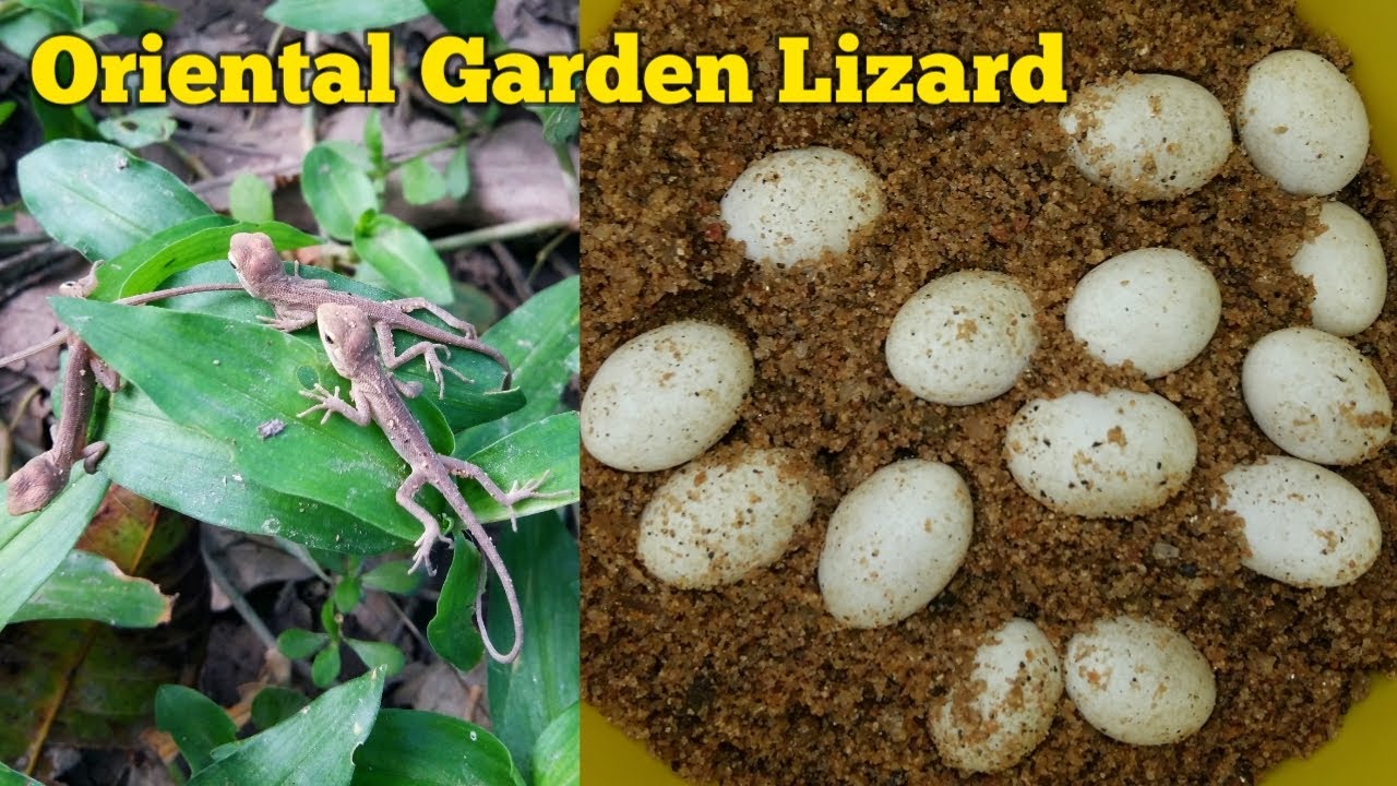 Oriental Garden Lizard Eggs Hatching In Hindi Youtube