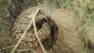 Kung Fu Panda Fights Extinction - Panins