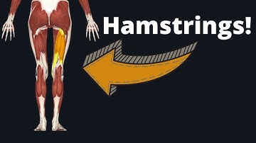 How to Draw the Hamstrings - Anatomy for Artists