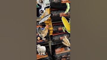 🛑 Feeding The Yeast‼️ In Your Dog‼️ #qbnkennel #dogyeastinfection #naturaldogfood