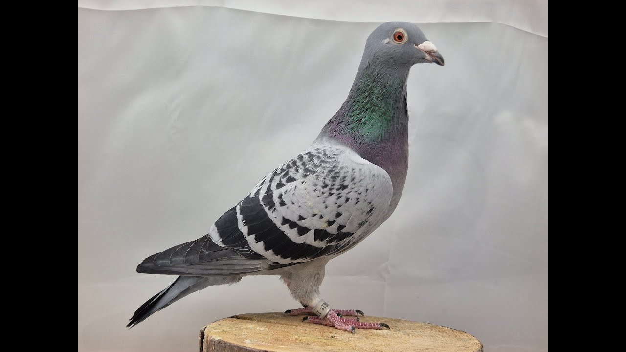 2.  Preisflug 2025! Können wir den guten ersten Eindruck bestätigen?