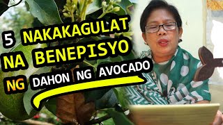 DAHON NG AVOCADO BENEFITS - TAGALOG - PAGTATAE, KIDNEY, UTI - BENEPISYO AVOCADO LEAVES