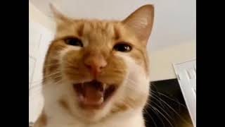 apt apt song cat version | Mx Amit official