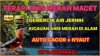 🔴 TERAPI ANIS MERAH MACET \u0026 SUSAH BUNYI BIAR GACOR [Masteran MP3 Terapi Air + Pancingan Anis Merah]