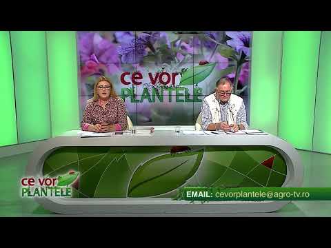 Video: Moare viermele gri?