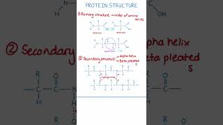 Protein Structure Explained | A-level Biology Revision 🧬 #alevelbiology #alevelnotes