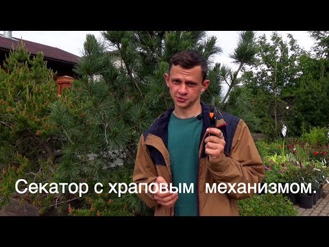 Обзор садового секатора ( сучкорез ) с храповым механизмом. На примере фискарс ( fiskars) Обзор садового секатора ( сучкорез ) с храповым механизмом. На примере фискарс ( fiskars)