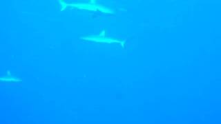 ヤップ島サメうようよ ヤップ島 検索動画36 ヤップ島サメうようよ ヤップ島 検索動画 36