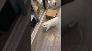 Скучали❤️ пэт_отдыхает мойпитомецзвезда