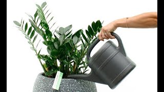 Полив замиокулькаса: как правильно поливать долларовое дерево в домашних условиях и как часто зимой?