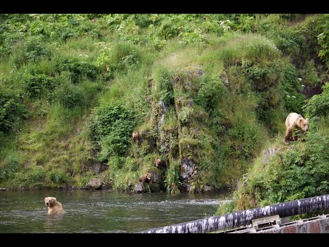 Kodiak Alaska