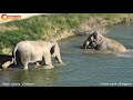 ПЕРВЫЙ заплыв МАГДЫ! Слонихи ВПЕРВЫЕ плавают ВМЕСТЕ в Тайгане. FIRST ELEPHANT SWIM!
