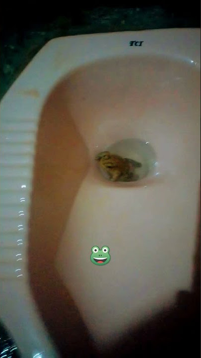 Katak lucu #shorts  #kodok #lucu