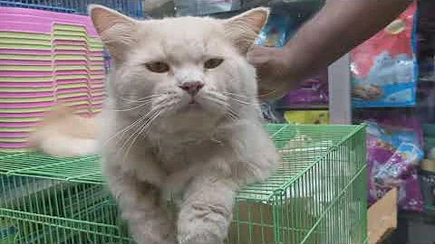 Video 11832821: cute persian cat, tiger cat cute, funny cat