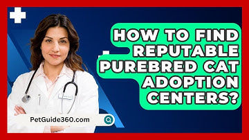How To Find Reputable Purebred Cat Adoption Centers? - PetGuide360.com