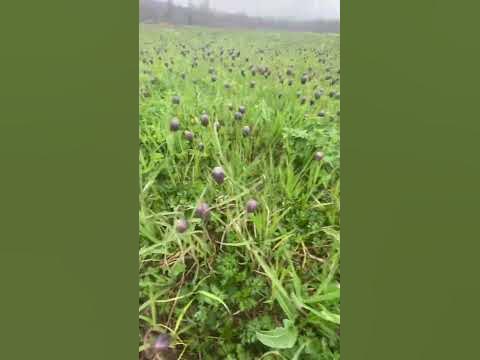 Чёрные тюльпаны. Алтай. - YouTube