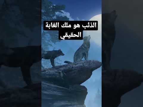 الذئب هو ملك الغابة الحقيقي