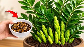 🌸BOMBSHELL! Just 1 Tablespoon UNBLOCKS Any Stuck Zamioculcas (Growers' Technique)