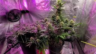 POLISH GANJA FARMER upFARMdate