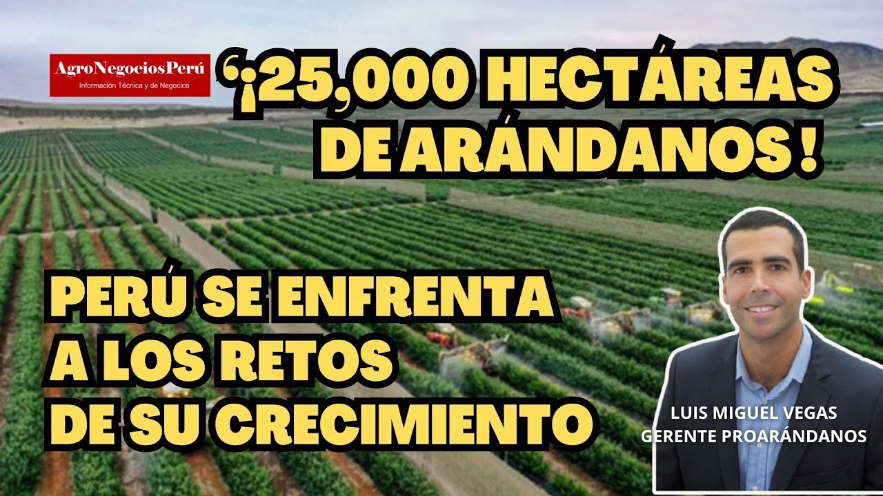 Perú tiene estrategias para seguir siendo el primer exportador de arándanos del mundo