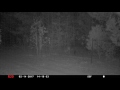 Raccoons On West Trail DonoLand Raccoons On West Trail DonoLand