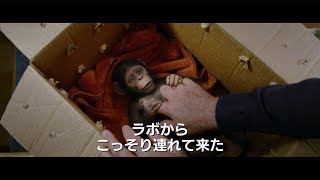 映画「猿の惑星：聖戦記」特別映像が公開　赤ちゃんチンパンジーが“聖戦”を始めるまでのシリーズをおさらい