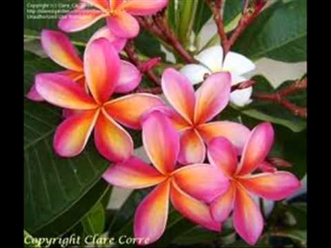 უსაყვარლესი მარინა ჯაფარიძე.