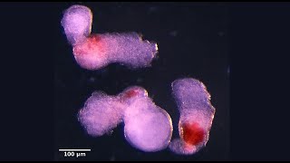 Scientists Create Lab Grown Embryo That Makes Human Blood Cells! 🩸