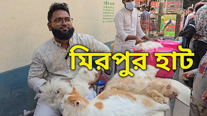 Video 11856591: persian cat kitten, persian cat male female, persian cat low