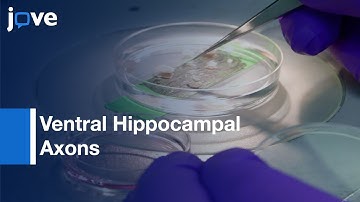 Calcium Signaling by Nicotine and Neurotransmitter Release in VH Axons | Protocol Preview