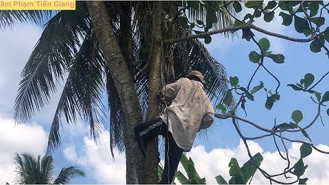 A Tùng VUA KHỈ MIỀN TÂY leo cưa 2cây bàng gai và 1 cây Dừa.