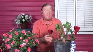 Growing Roses : Planting a Rose Garden