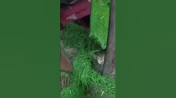 This farmer technique chopped the leaves with sharp machetes so that the results were soft #shorts