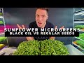 SUNFLOWER Microgreen Seed Comparison!