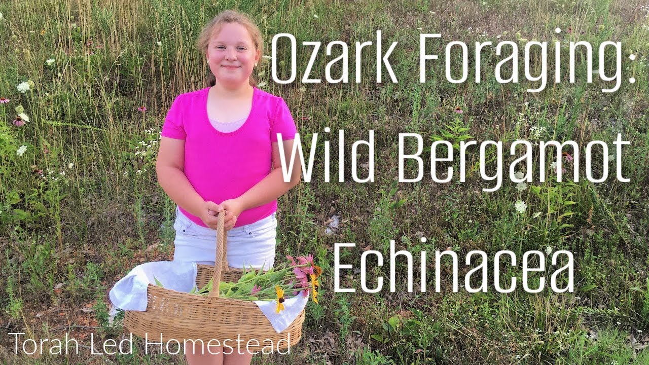 Ozark Foraging: Echinacea & Wild Bergamot (Bee Balm) in NW Arkansas