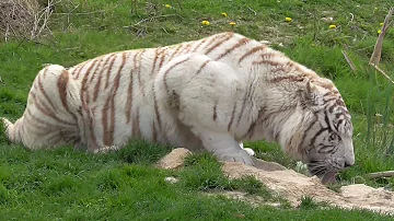 Qual è l'habitat della tigre bianca?