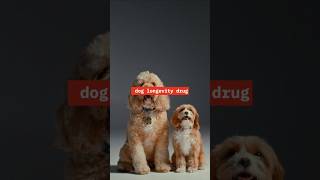 Good News For Dog Lovers