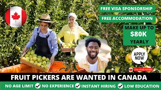Fruit Picking Jobs In Canada With FREE Visa Sponsorship In 2024 |No Education or Experience Required